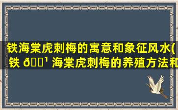 铁海棠虎刺梅的寓意和象征风水(铁 🌹 海棠虎刺梅的养殖方法和注意事项)